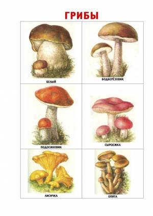 Раскраска грибы для детей 6 7 лет #5 #255296