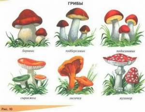 Раскраска грибы для детей 6 7 лет #10 #255301