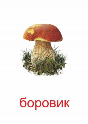 Раскраска грибы для детей 6 7 лет #11 #255302