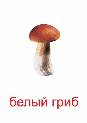 Раскраска грибы для детей 6 7 лет #21 #255312