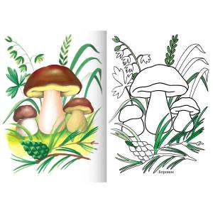 Раскраска грибы для детей 6 7 лет #24 #255315