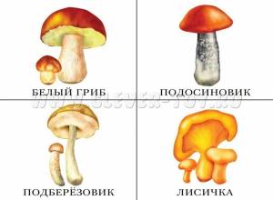 Раскраска грибы для детей 6 7 лет #32 #255323