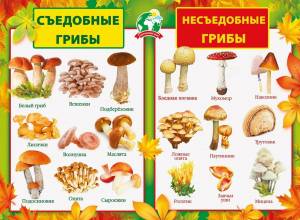 Раскраска грибы для детей 6 7 лет #36 #255327