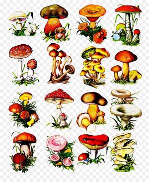Раскраска грибы для детей 6 7 лет #37 #255328