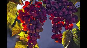 Раскраска гроздь винограда #6 #255579
