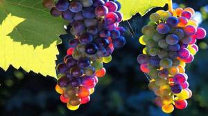 Раскраска гроздь винограда #10 #255583