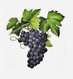 Раскраска гроздь винограда #29 #255602