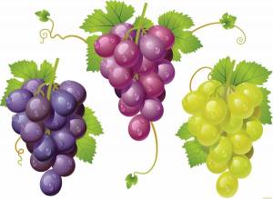 Раскраска гроздь винограда #33 #255606
