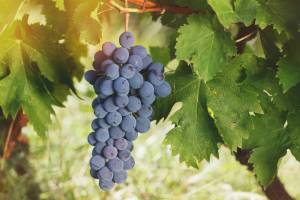 Раскраска гроздь винограда #34 #255607