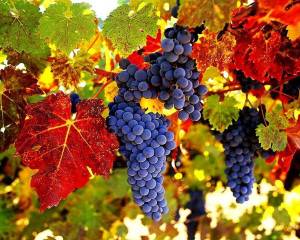 Раскраска гроздь винограда #37 #255610