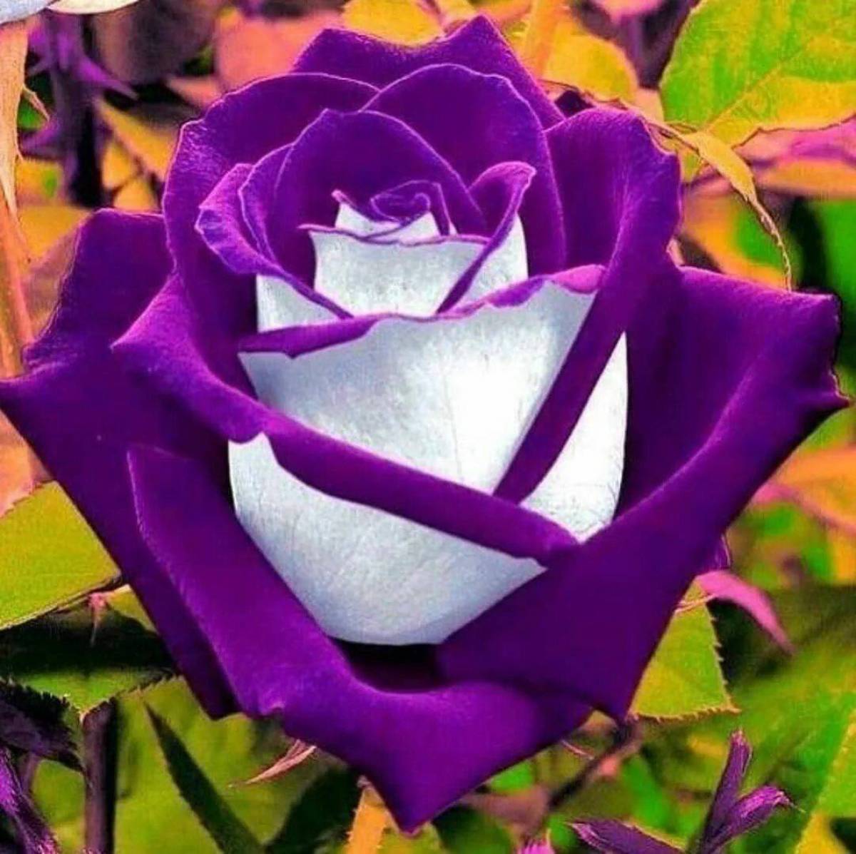 Необычные картинки роз. Сорт розы Осирия.