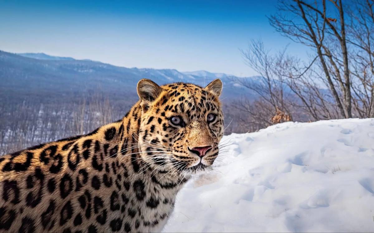 Дальневосточный леопард #3