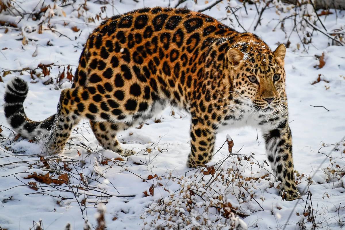 Дальневосточный леопард #4