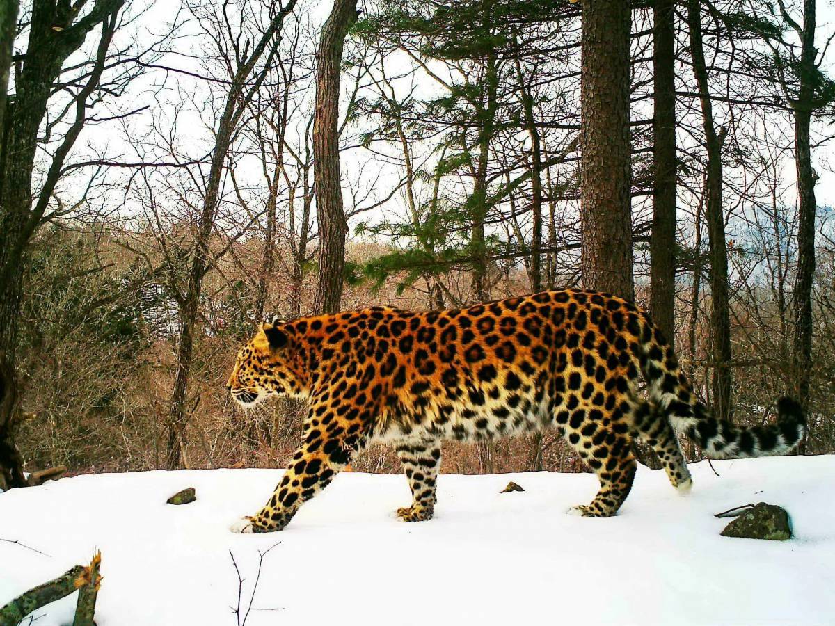 Дальневосточный леопард #6