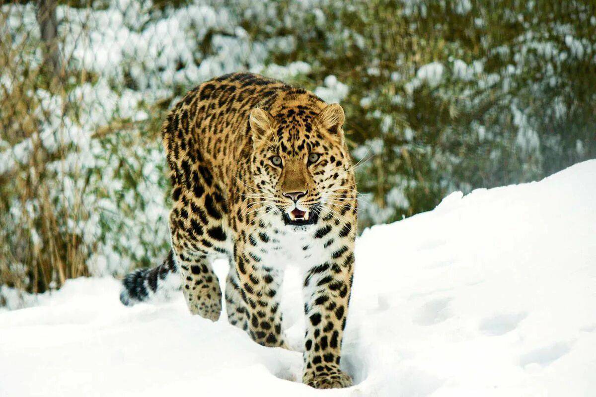 Дальневосточный леопард #8