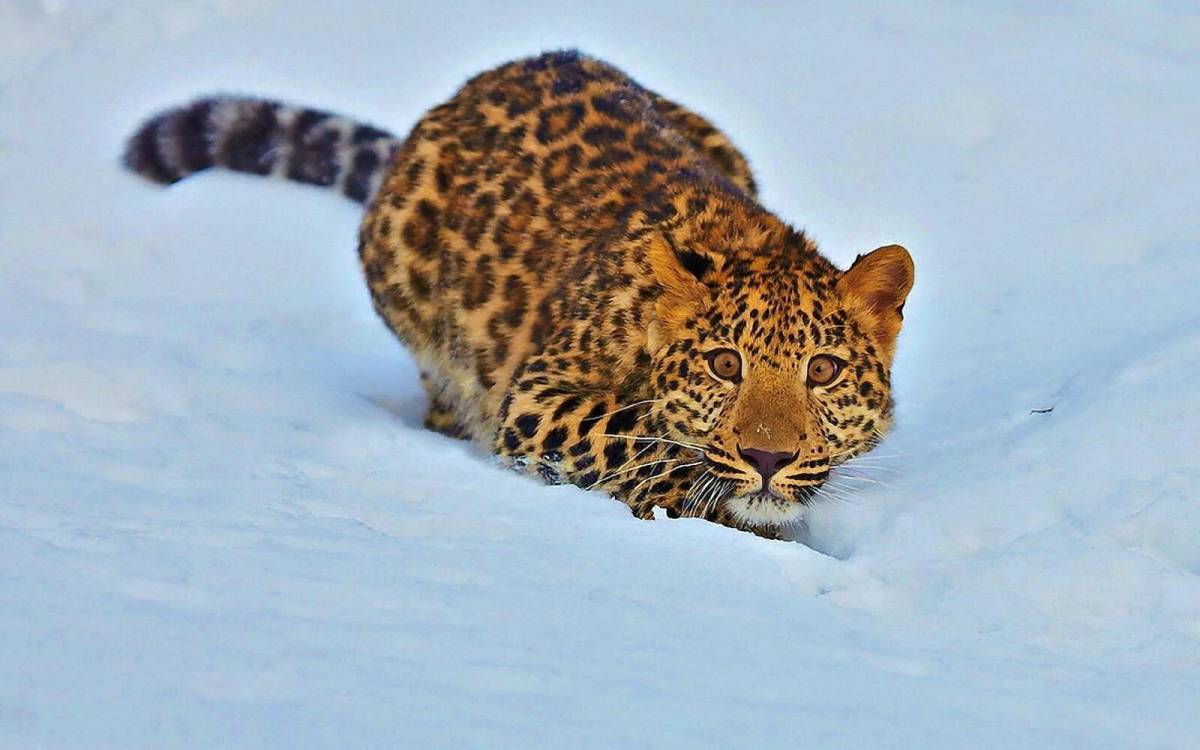 Дальневосточный леопард #18