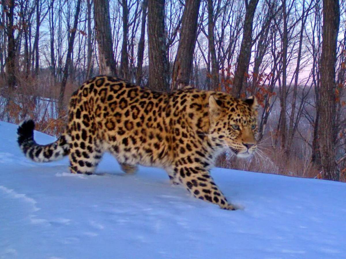 Дальневосточный леопард #19
