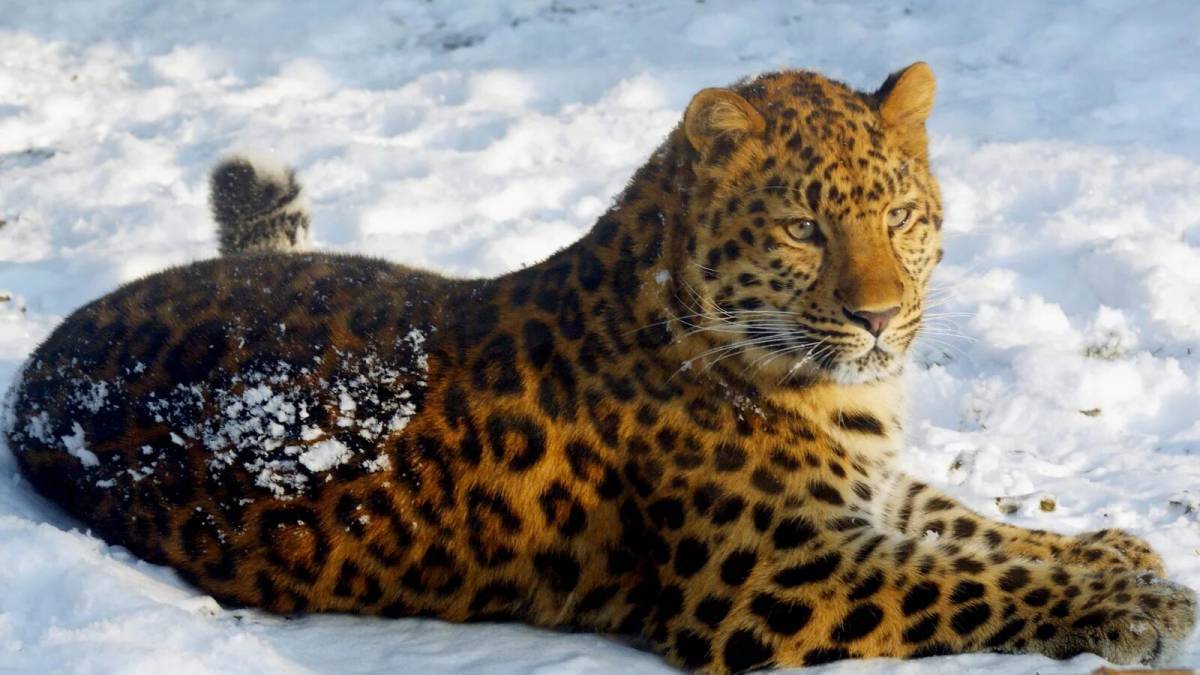 Дальневосточный леопард #22