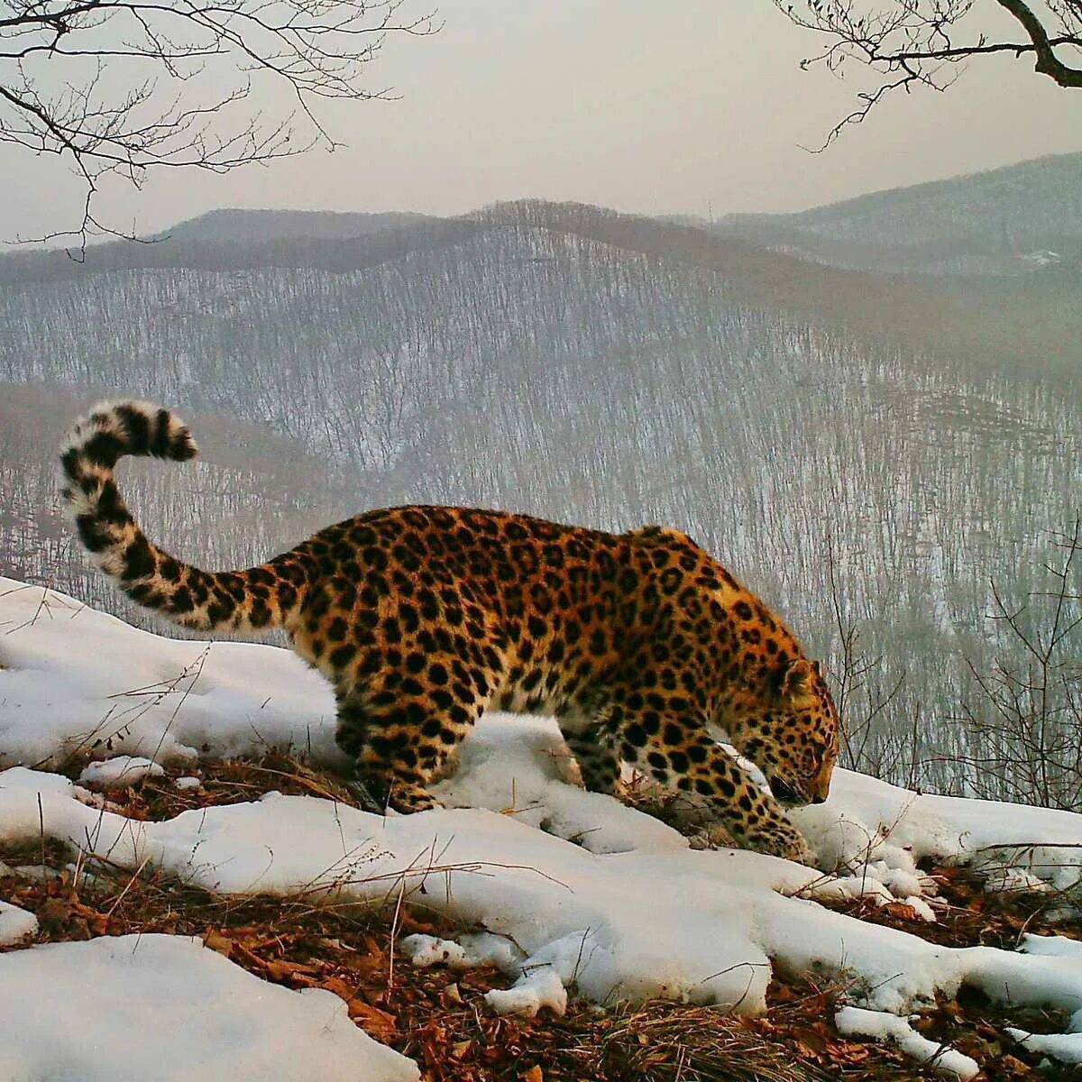 Дальневосточный леопард #26