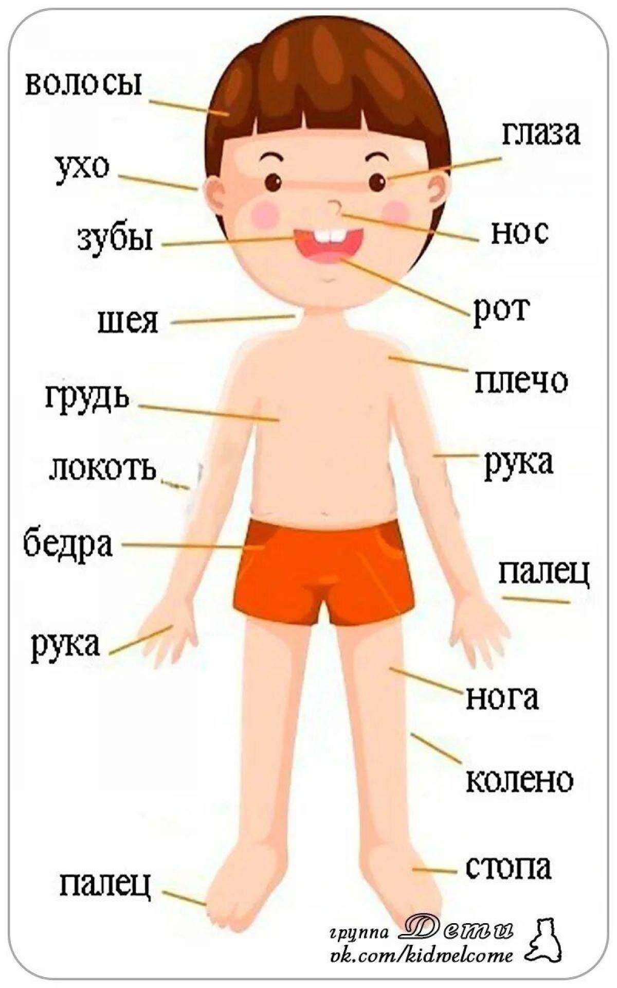 Название частей человека. Части тела человека для детей. Изображение ребенка для изучения частей тела. Строение человека для детей. Человек части тела для дошкольников.