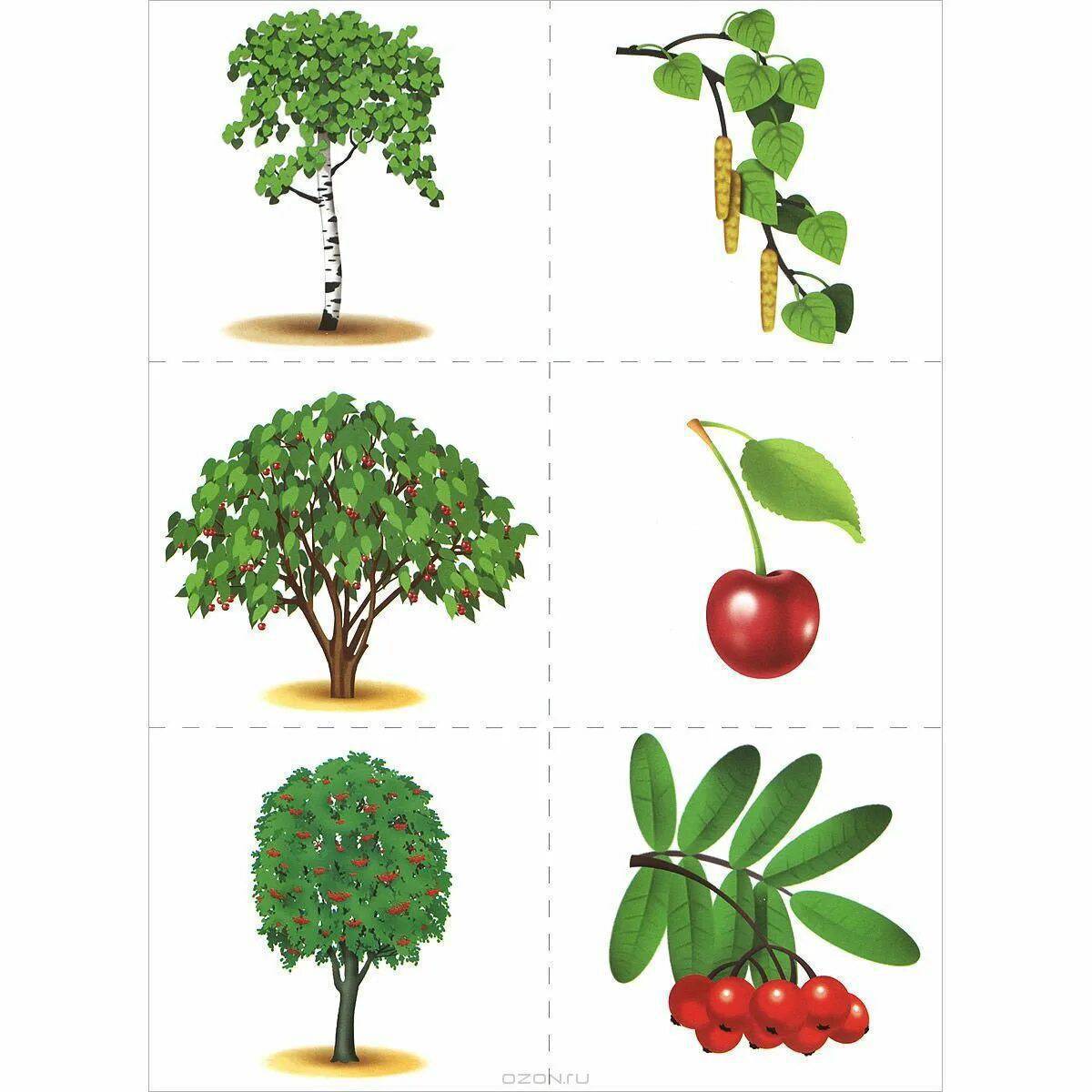 Карточки с изображением деревьев цветов овощей фруктов травянистых растений