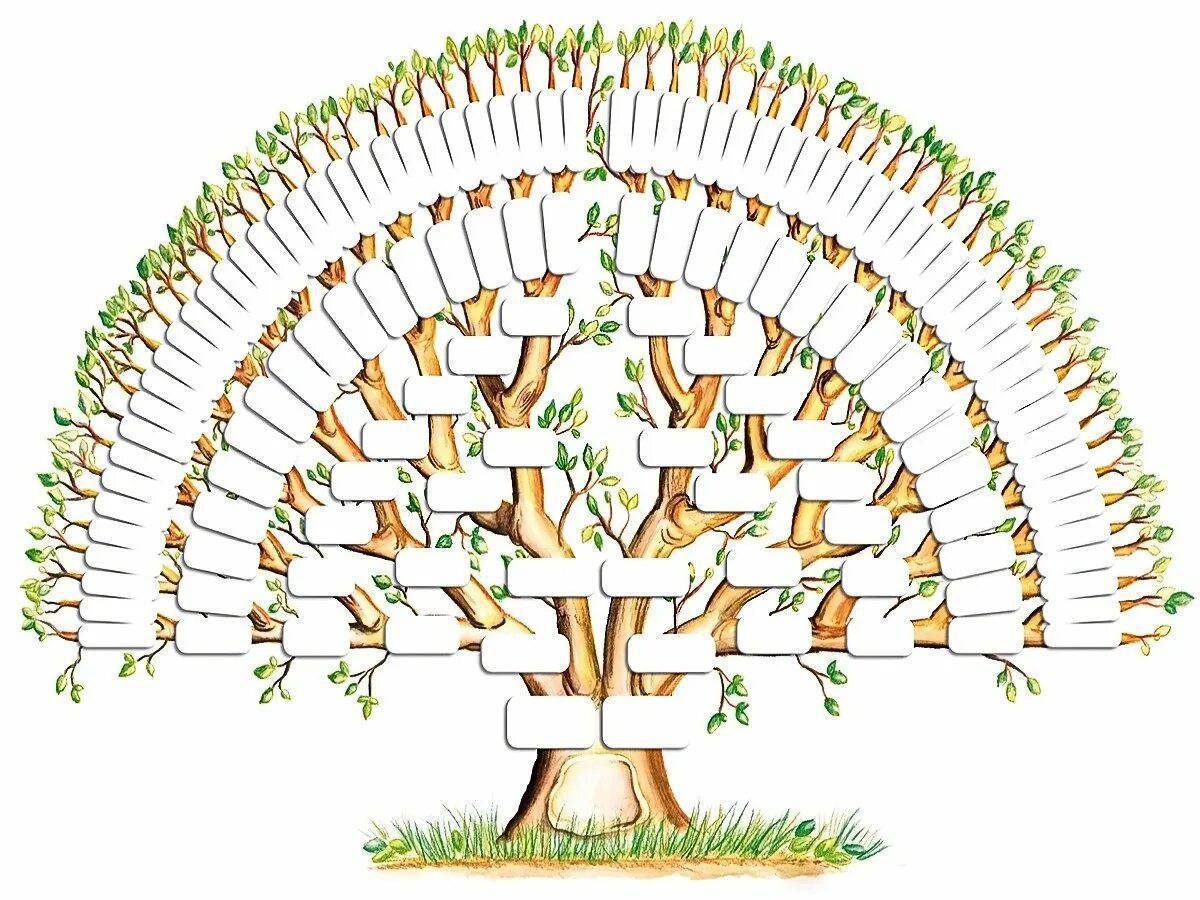 Родовое дерево картинки