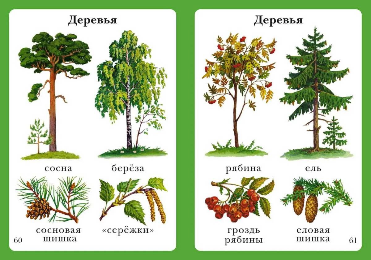 Деревья с названиями в картинках для детей