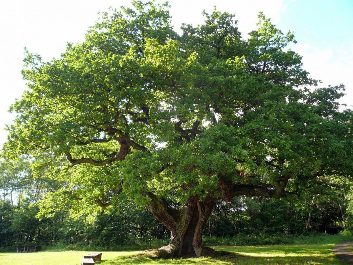 фото дерево пошаговой