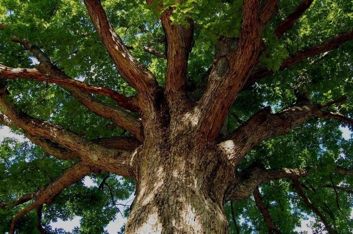 Додонский дуб. Платан дерево. Oak Moka дерево. Дуб Европейский дерево. Большая картинка дерева