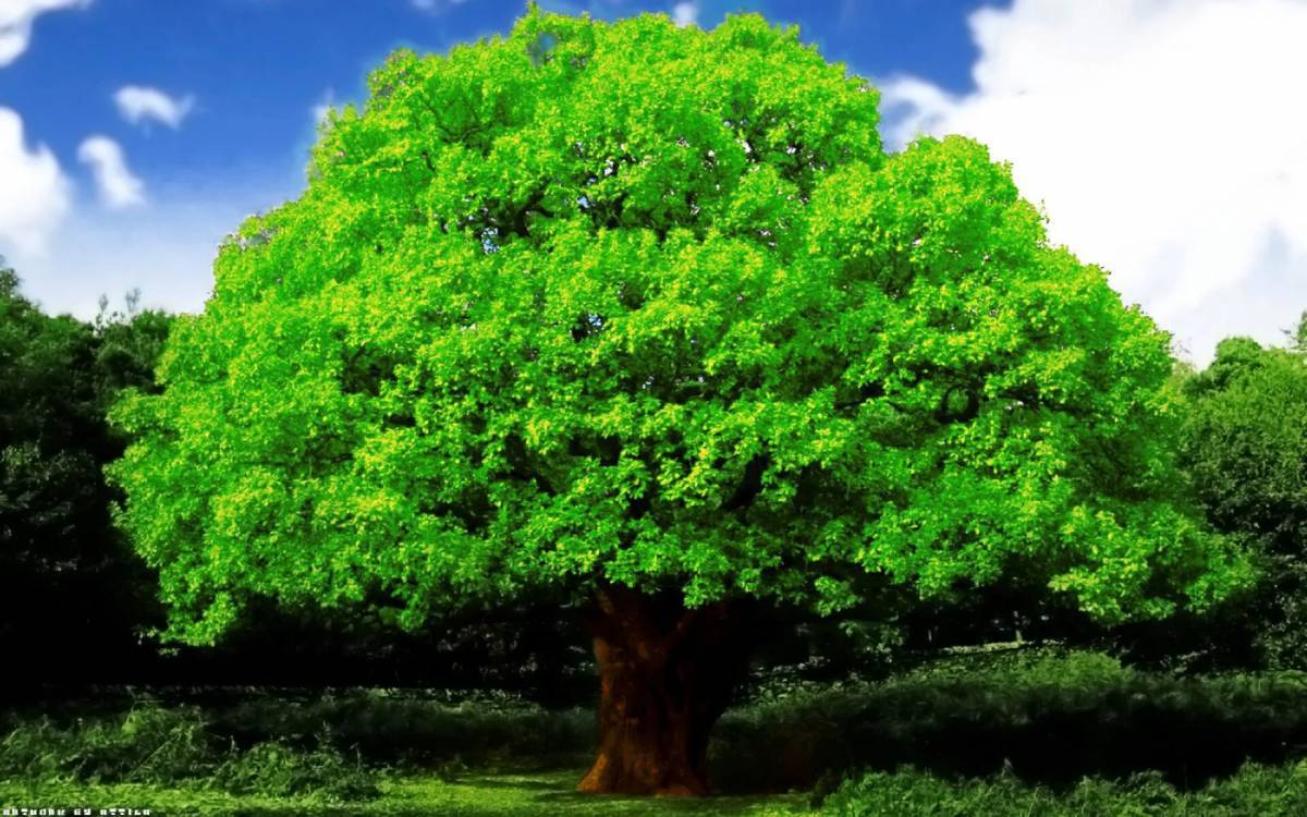 самое красивое дерево картинки