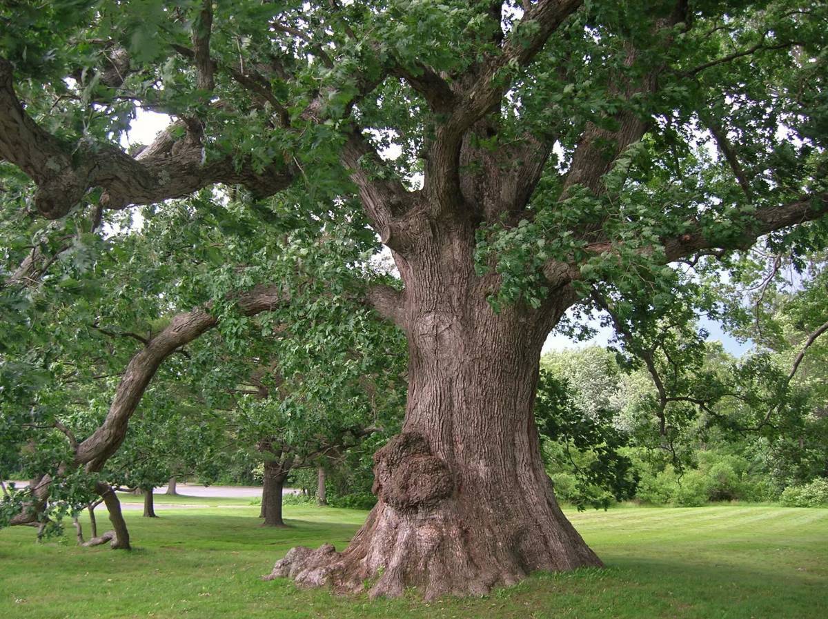 Бесплатные картинки дерево. Вековой дуб Белгород. Дуб черешчатый дерево. Дуб черешчатый (Quercus Robur). Дуб черешчатый крона.