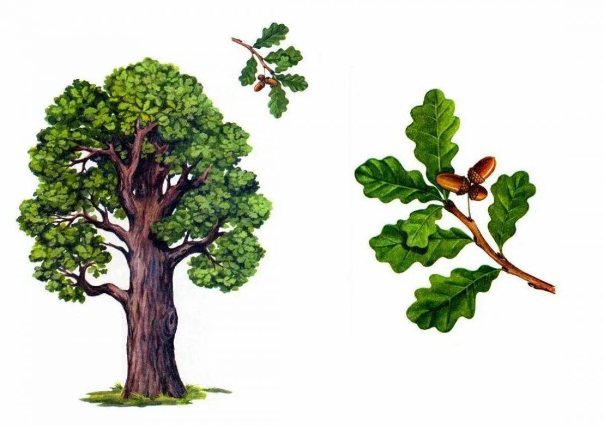 Дерево Дуб характеристики и описание (твёрдость по Бринеллю и плотность)