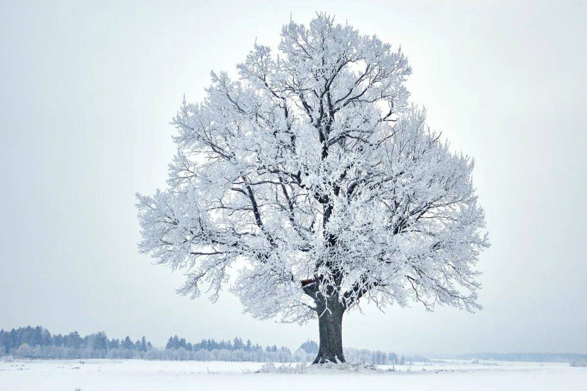 Дерево зимой для детей #16