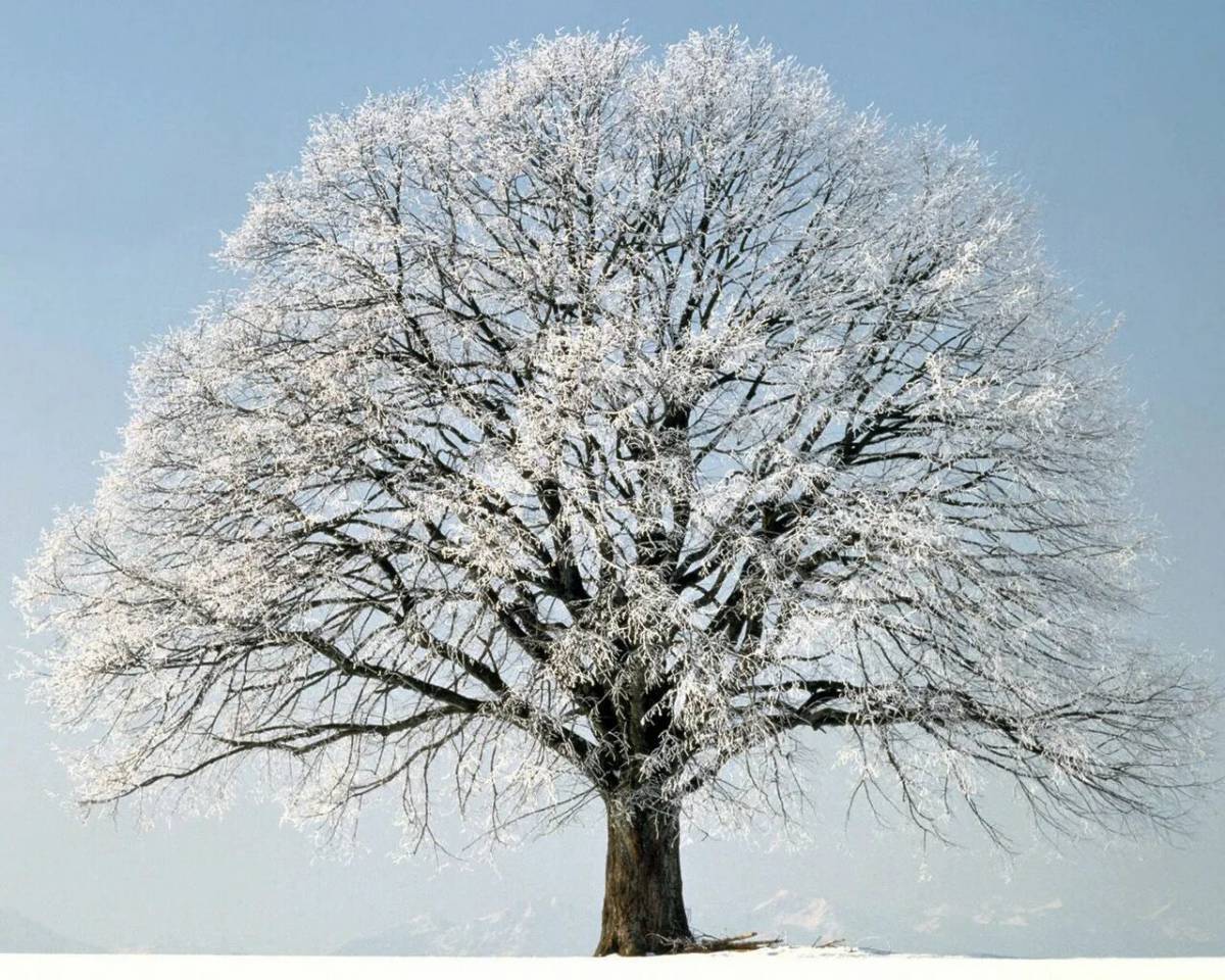 Дерево зимой для детей #24