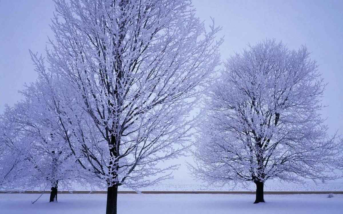 Дерево зимой для детей #25