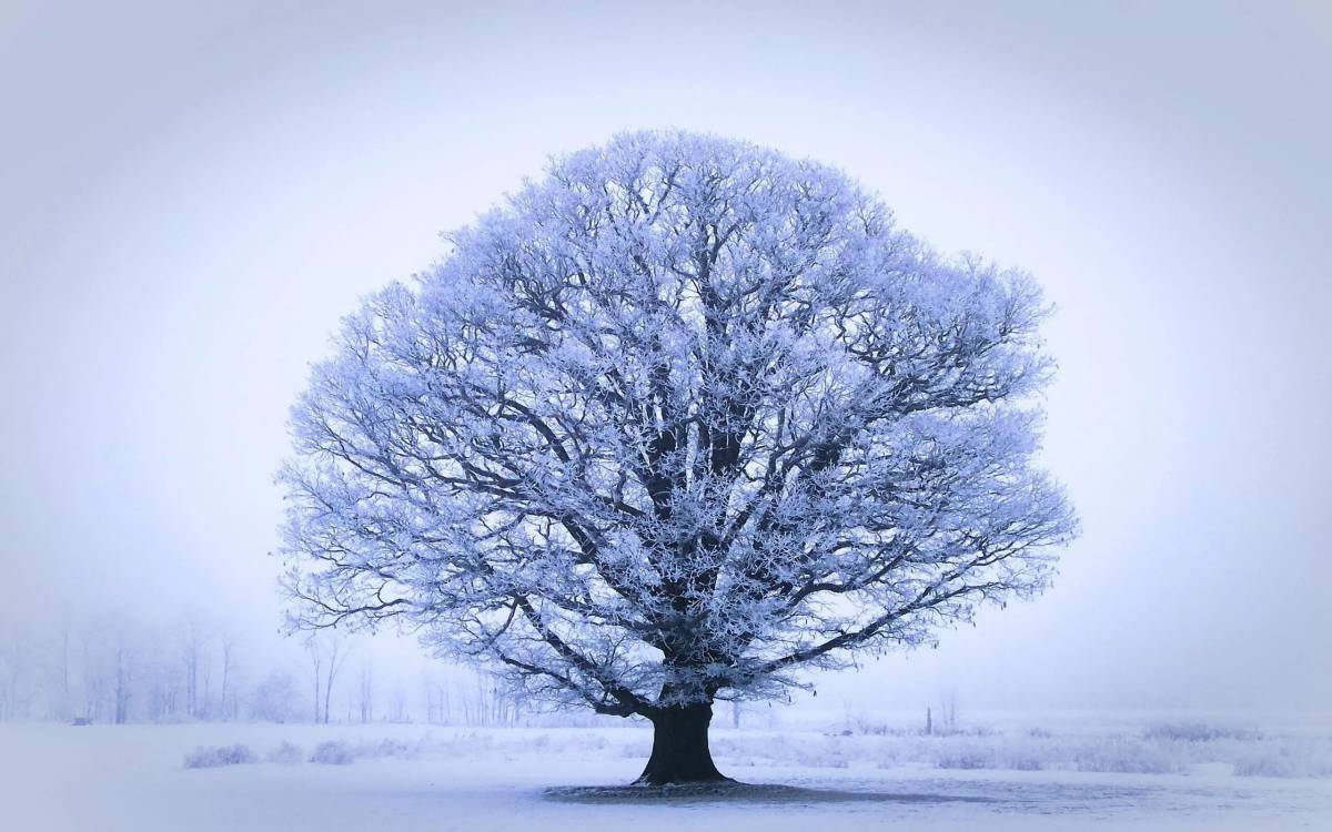 Дерево зимой для детей #27