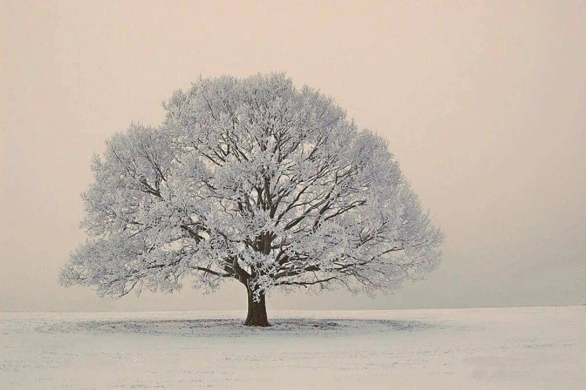 Дерево зимой для детей #28