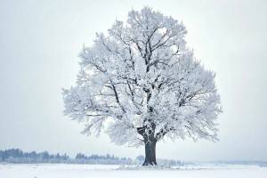 Раскраска дерево зимой для детей #16 #263196