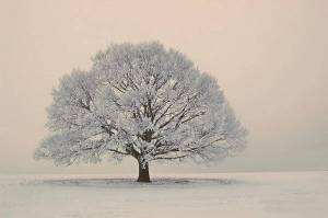 Раскраска дерево зимой для детей #28 #263208