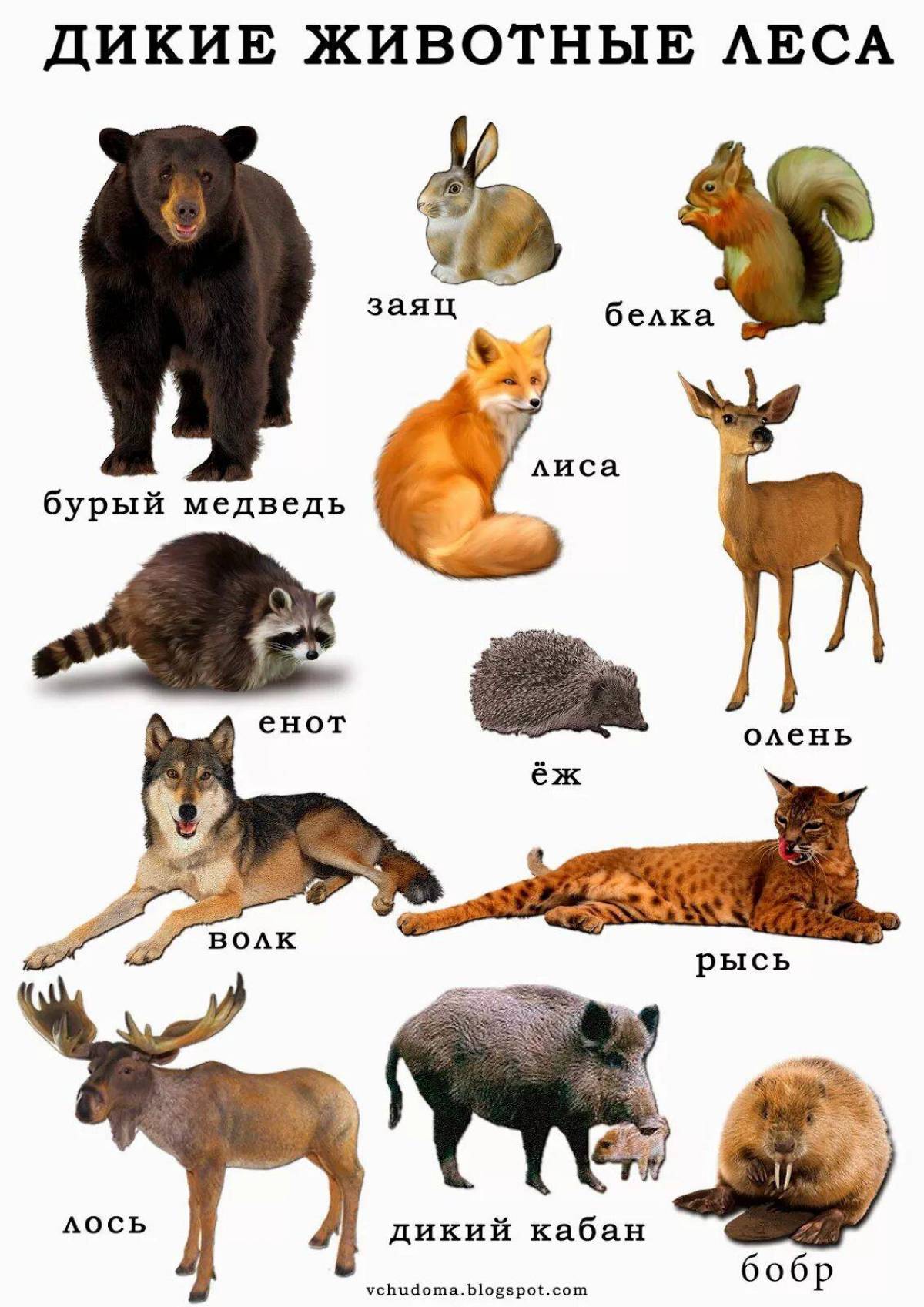 Назови животное на б. Дикие животные для детей. Дикие животные список для детей. Лесные животные для детей. Список лесных животных.