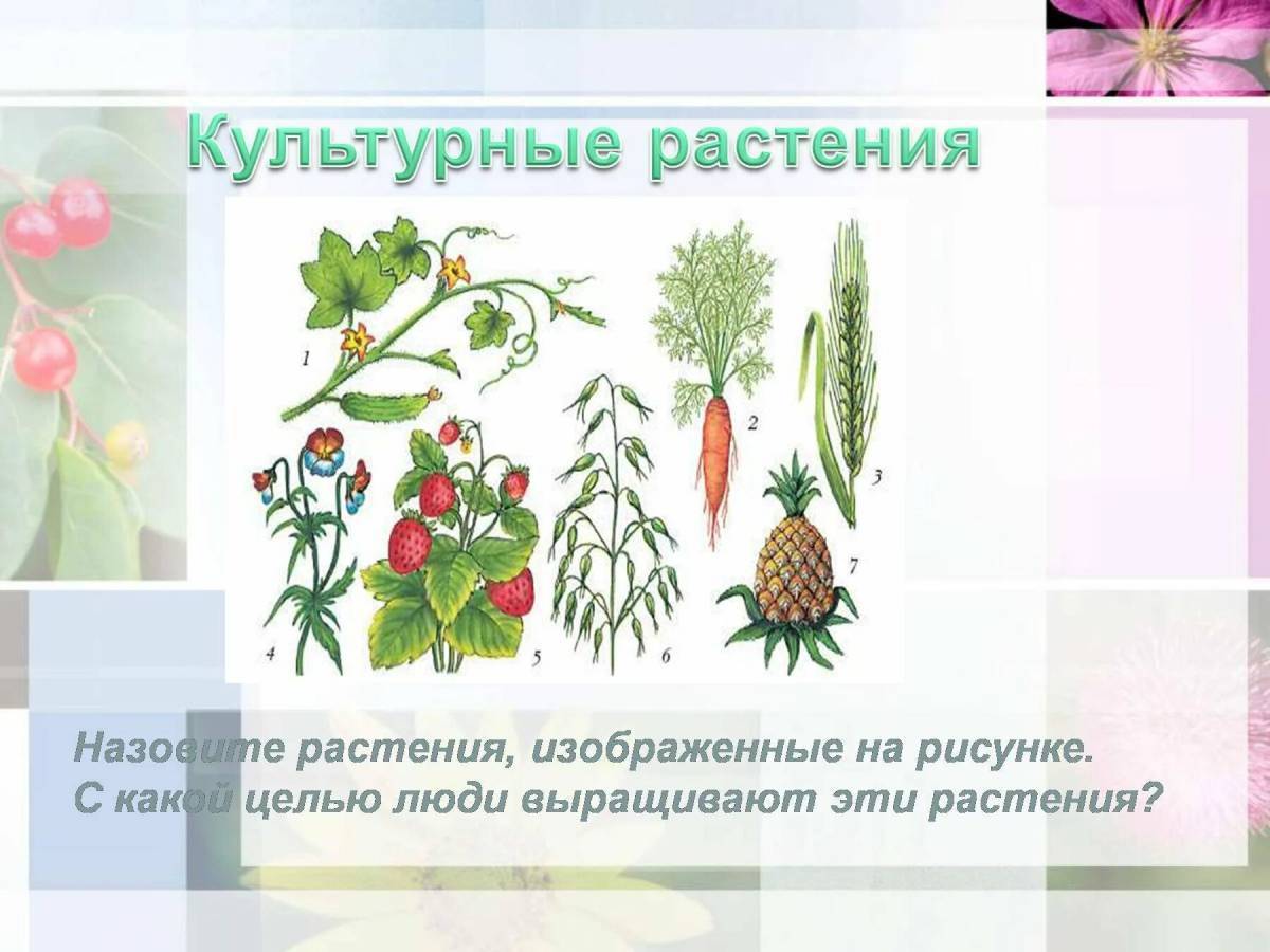 Культуры растений рисунки