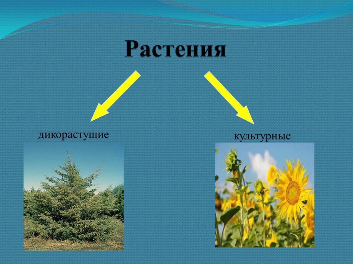 Дикорастущие растения и культурные растения презентация