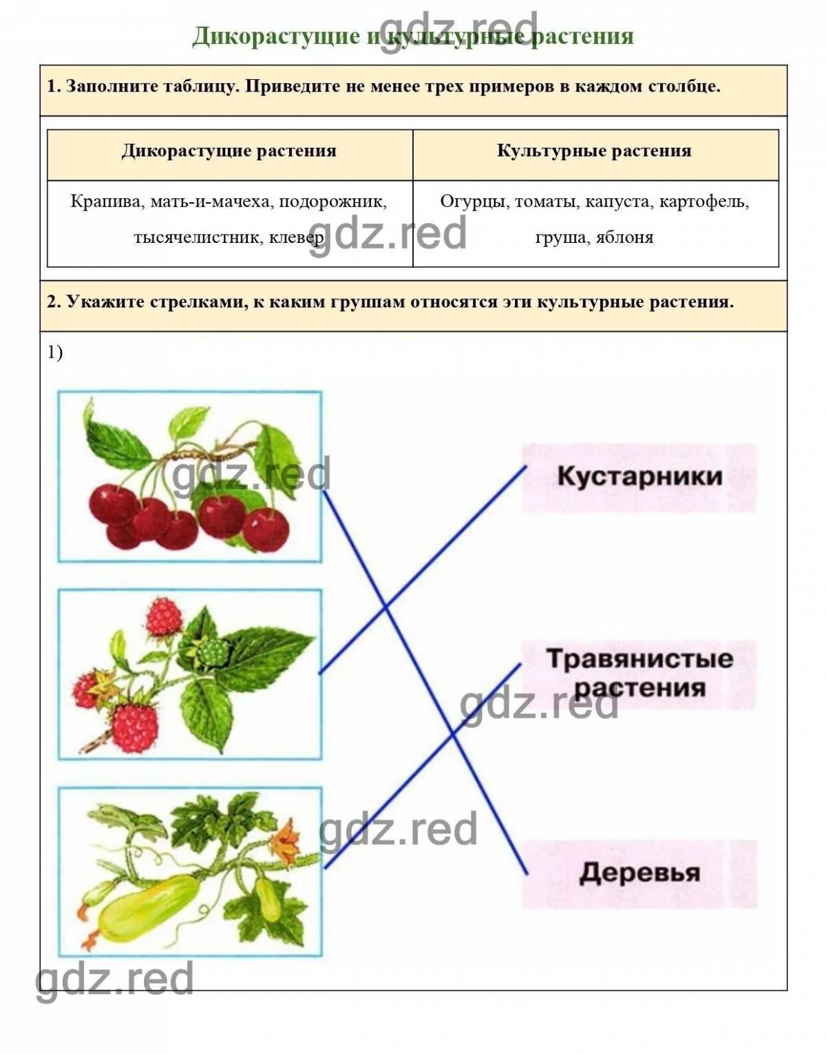 Технологическая карта дикорастущие и культурные растения