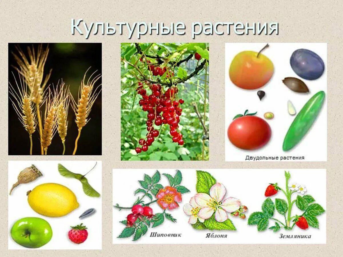 Культурные растения