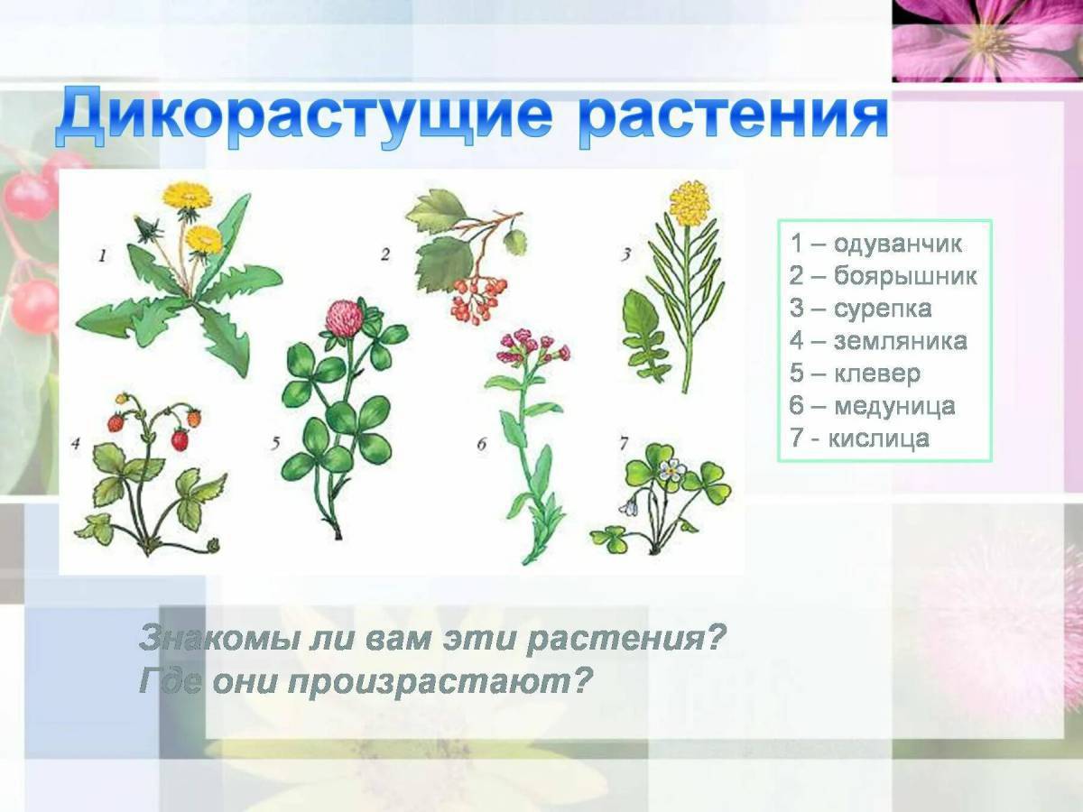 Дикорастущие растения презентация 6 класс