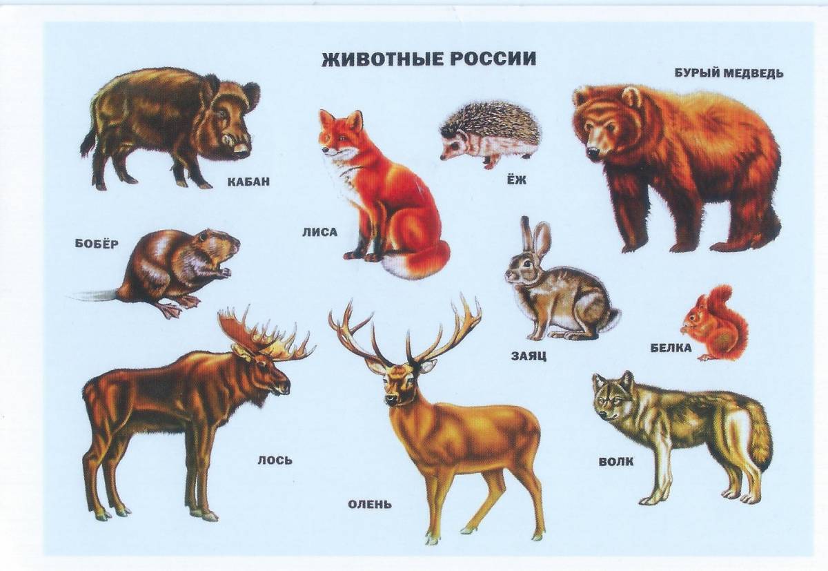 Дикие животные россии #10