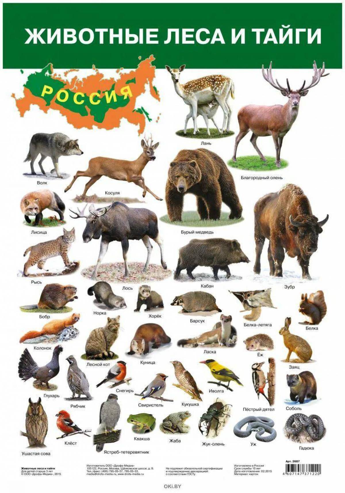 Дикие животные россии #25