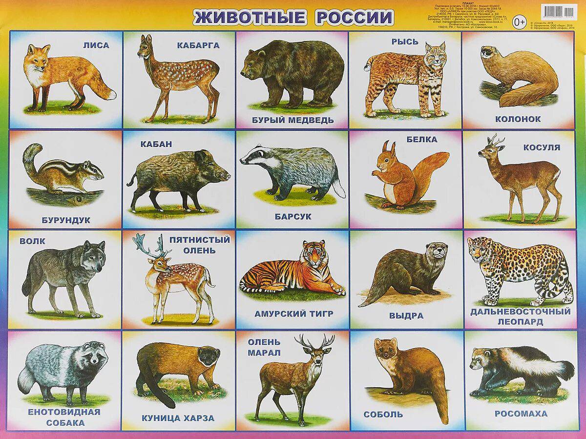 Дикие животные россии #35