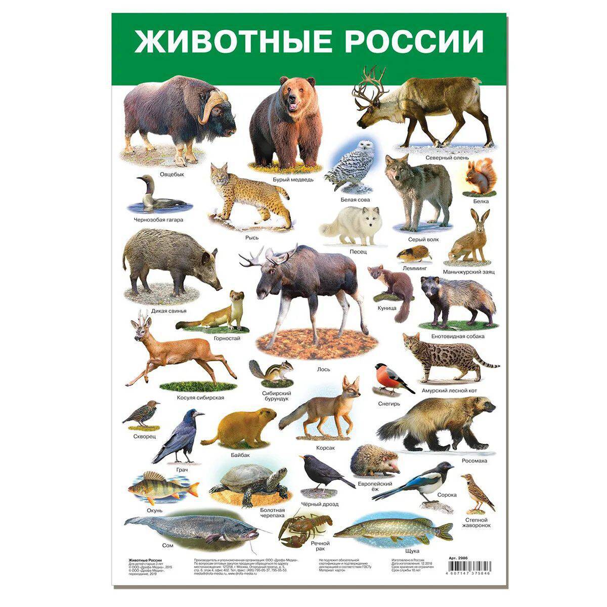 Дикие животные россии #36
