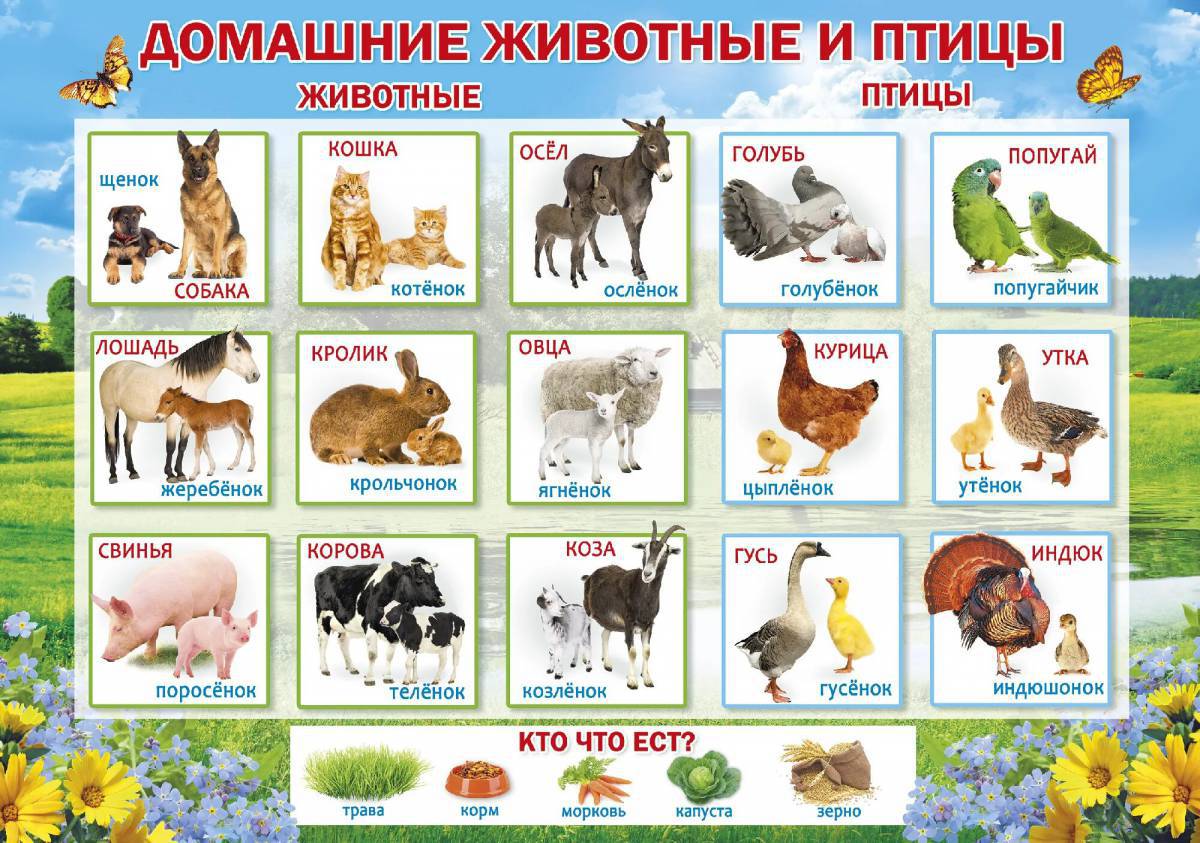 Животные для первого класса. Плакат. Домашние животные.. Домашние животные и птицы. Ljvfiybtживотные для детей. Названия доомашнниххживотных.